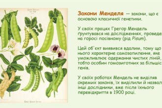 закони менделя