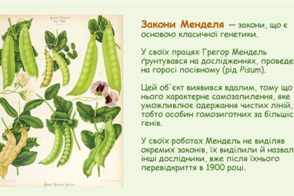закони менделя