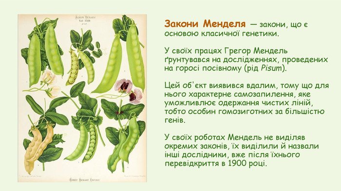 закони менделя